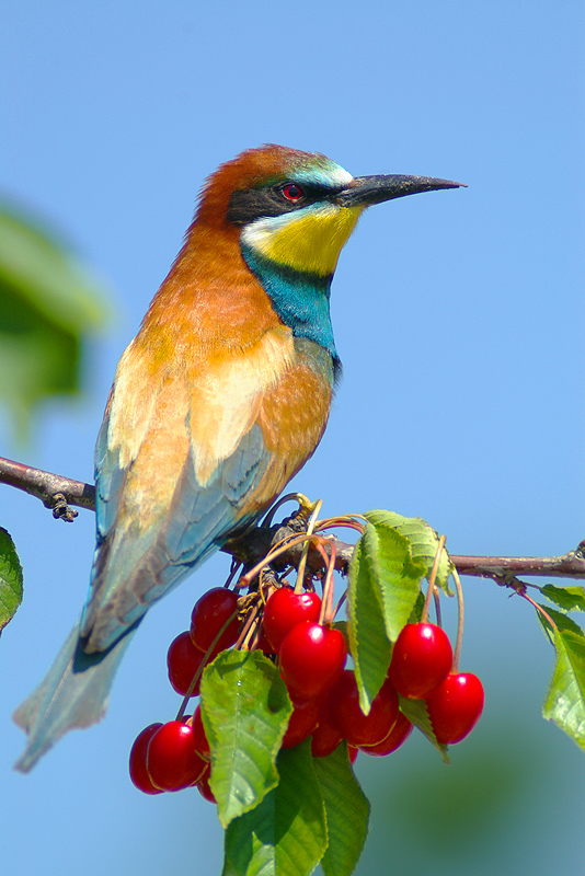 Gruccione sul ciliegio