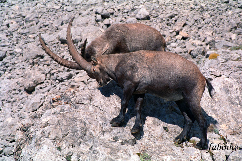 Stambecchi 2 - Dolomiti 2000