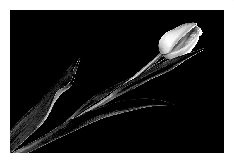 Tulipano Bianco e Nero