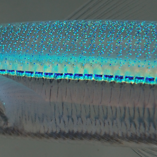 Per chi voleva le radiografie