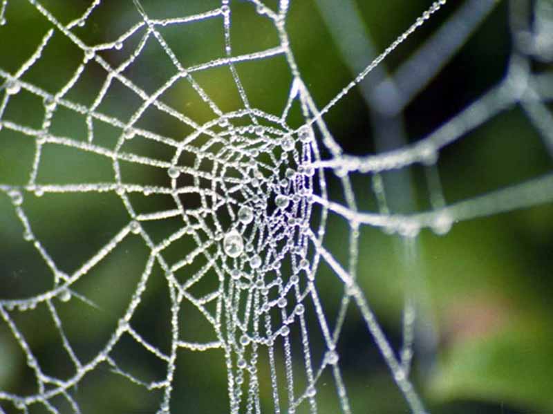 la Tela del Ragno