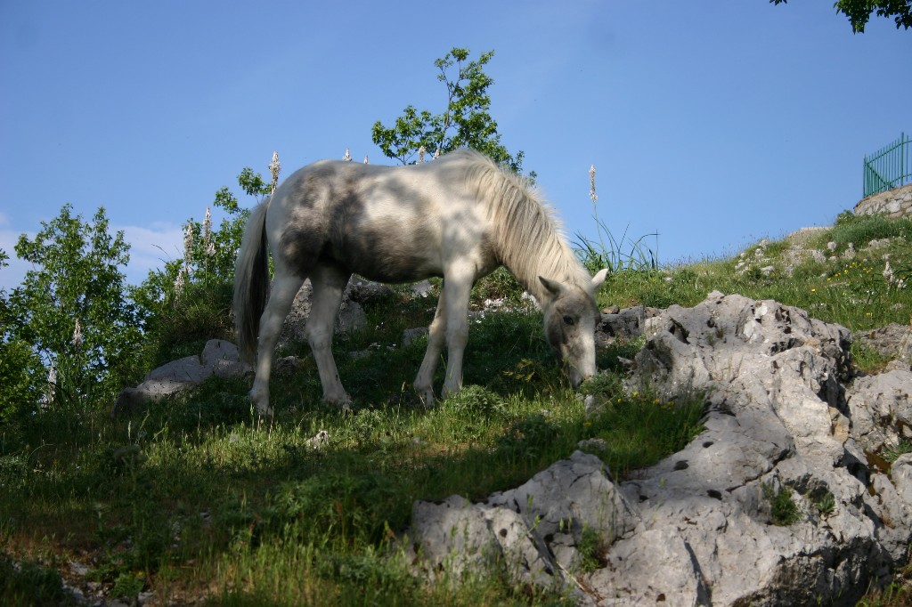 cavallo bianco