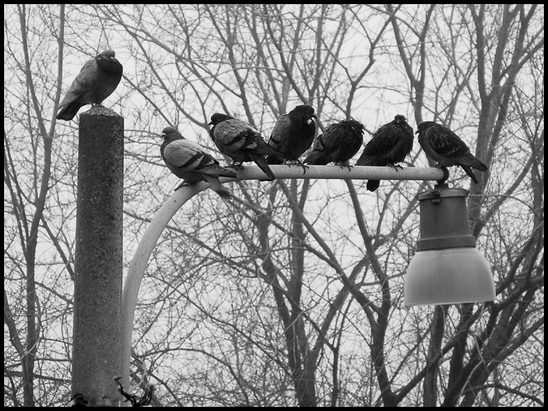 Siesta in mezzo alla nebbia