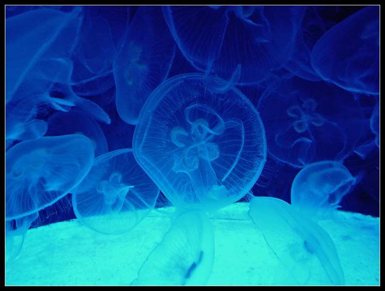 Meduse - Genova 2004