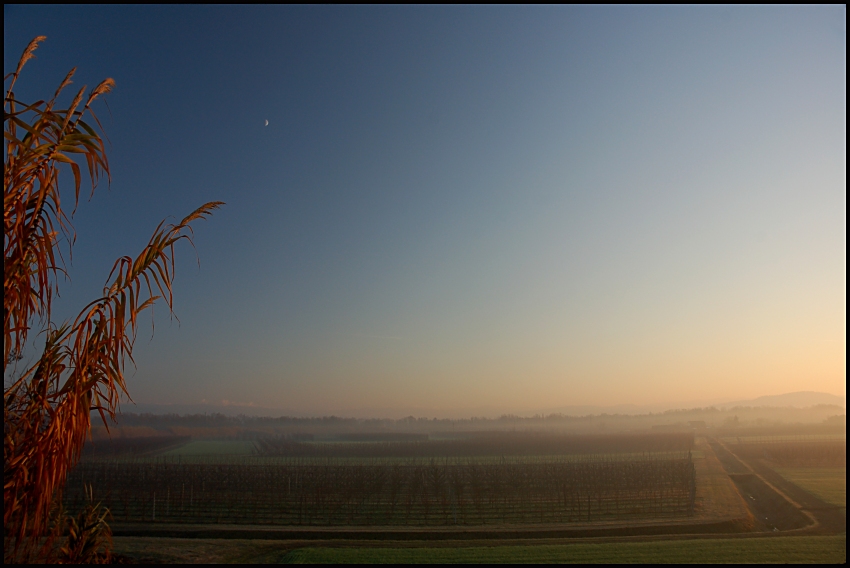 winter fog (sottotitolo - maledetta pianura padana)