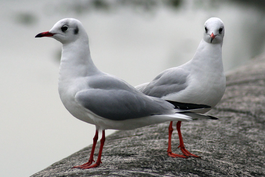 tocai in coppia sulla riva del lago di garda