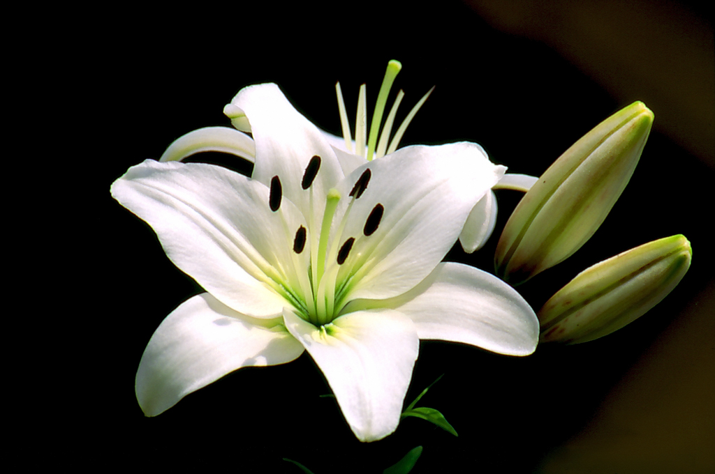 La purezza in un giglio