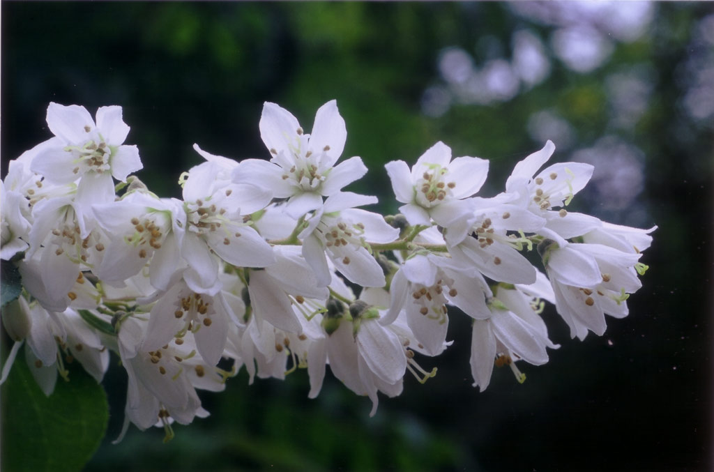 Non mi domandate che pianta �; qualcosa japonica credo..