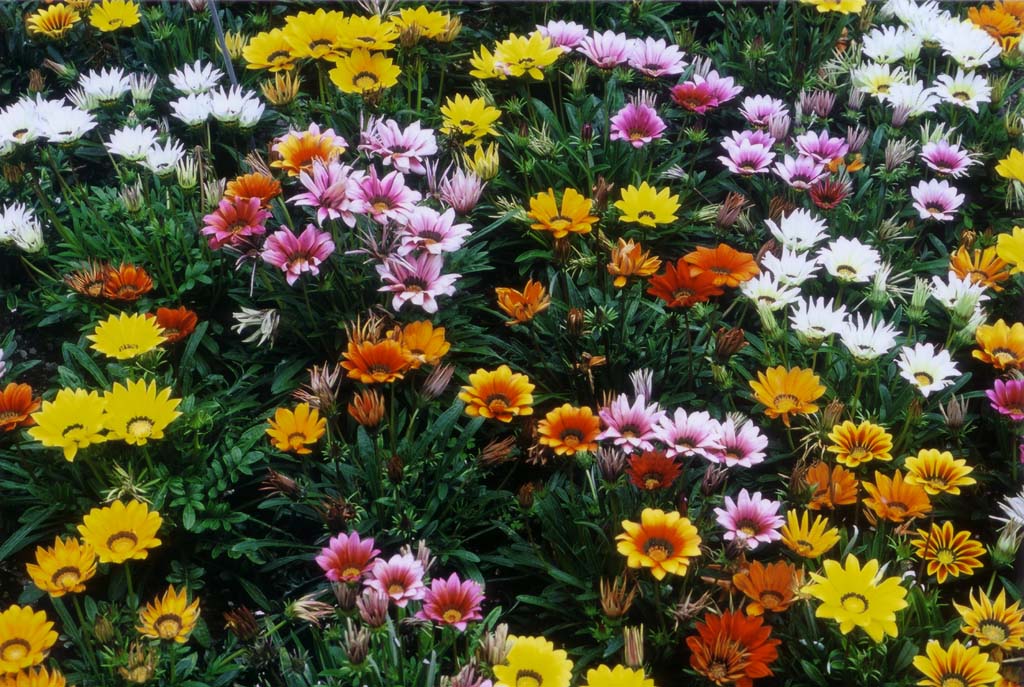 Aiuola dell'orto botanico di Padova