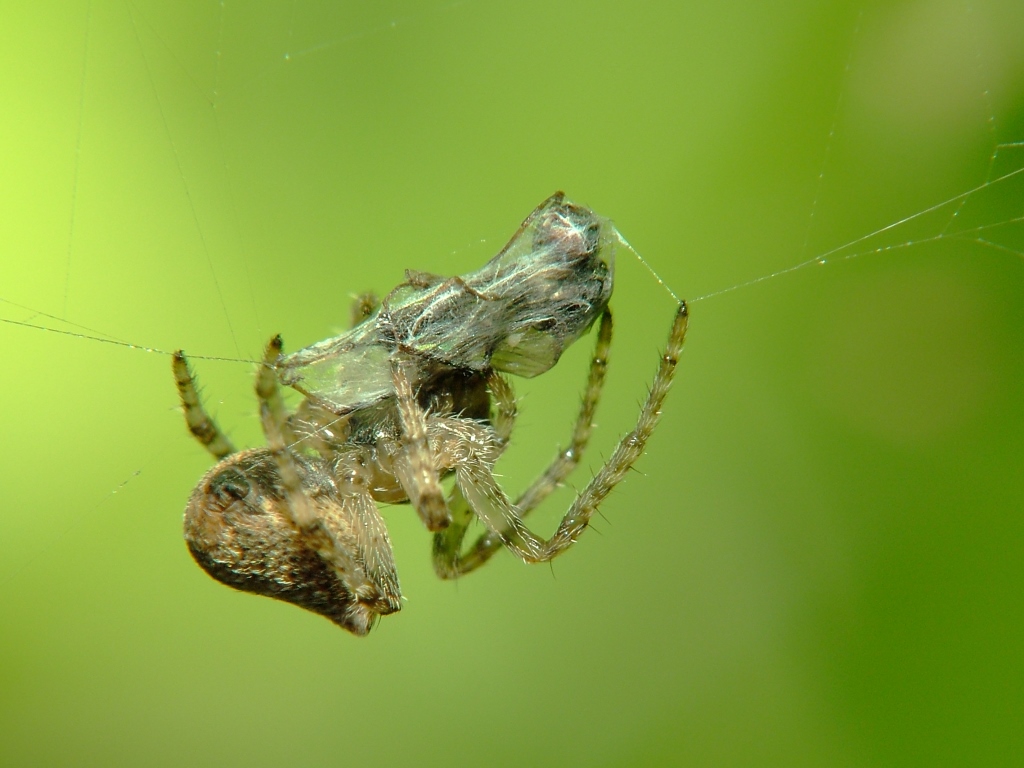 predatore e preda_02