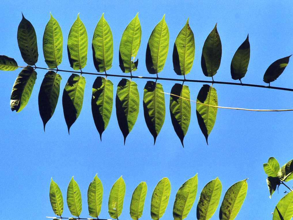 Nel blu dipinto di blu...