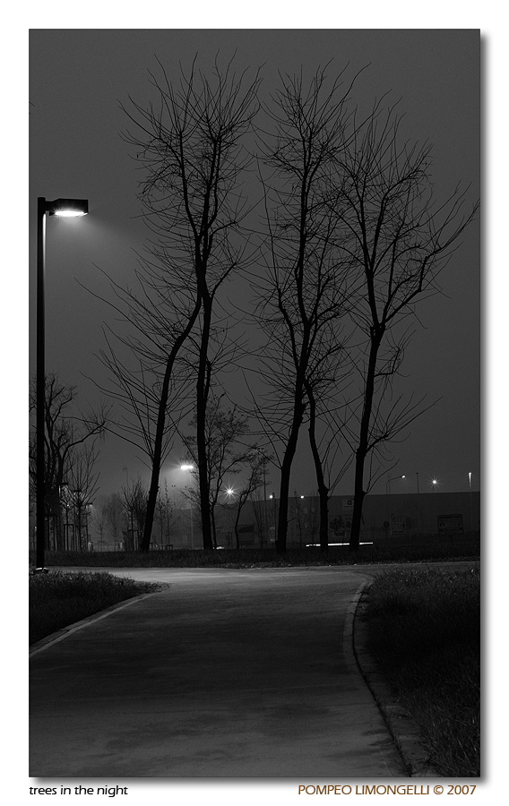 trees in the night