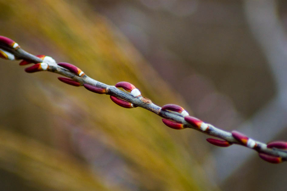 primavera in anticipo