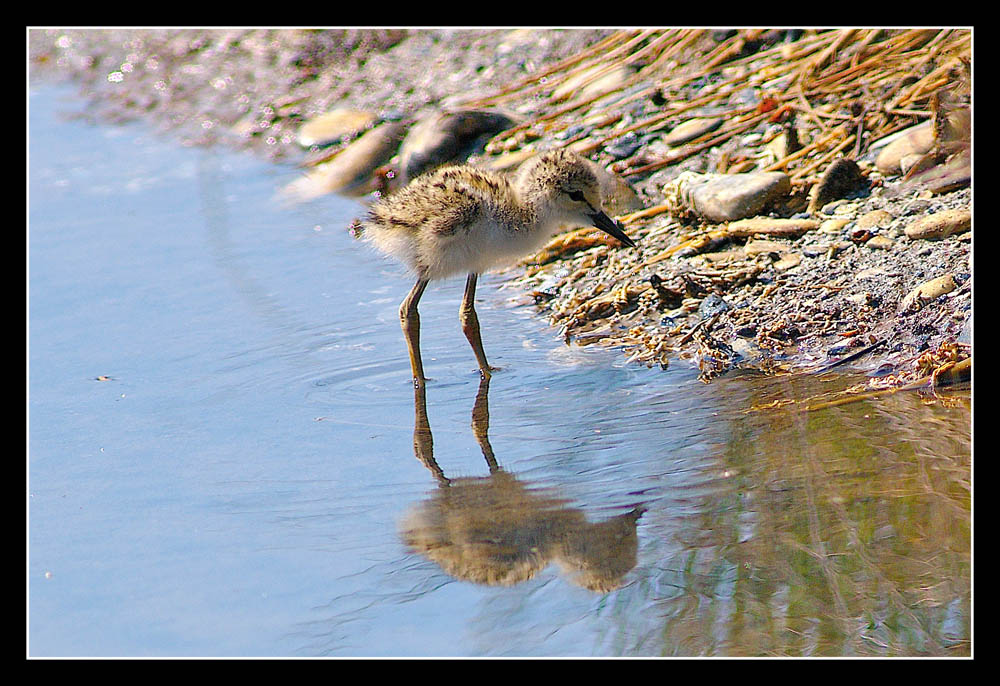 Cavaliere d'Italia junior