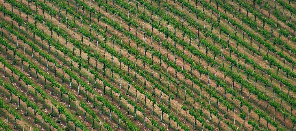 Vigneti Nel Valdarno n1