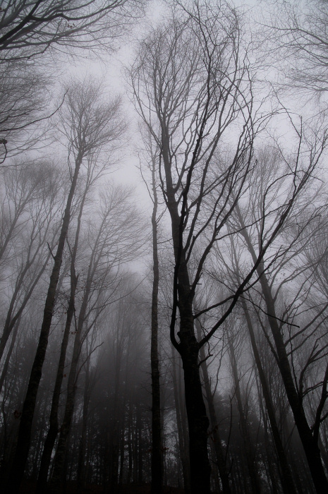Giaganti nella nebbia che sognano il cielo