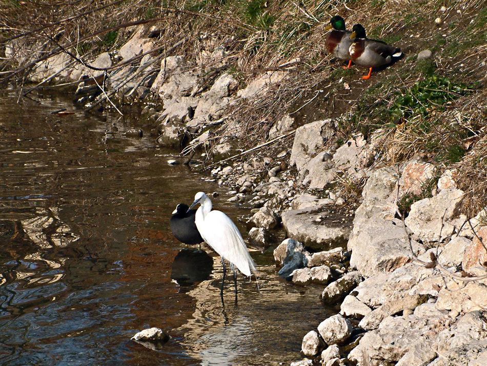 Gazzetta + folaga e germani