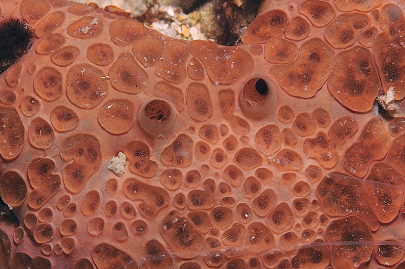 Occhi di spugna: a Mabbond