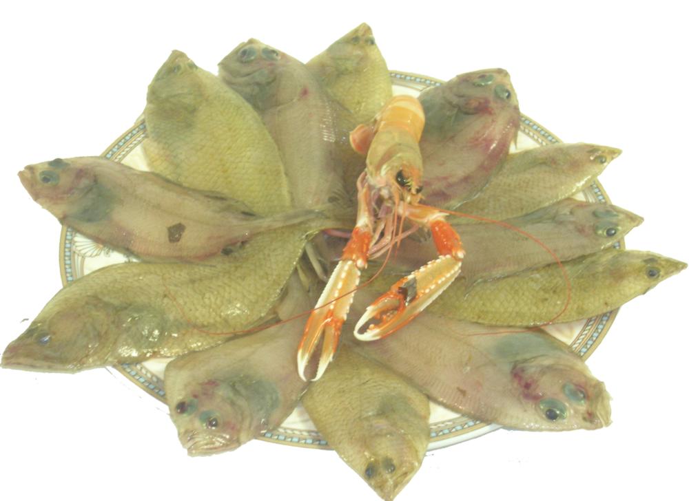 pesce appena pescato