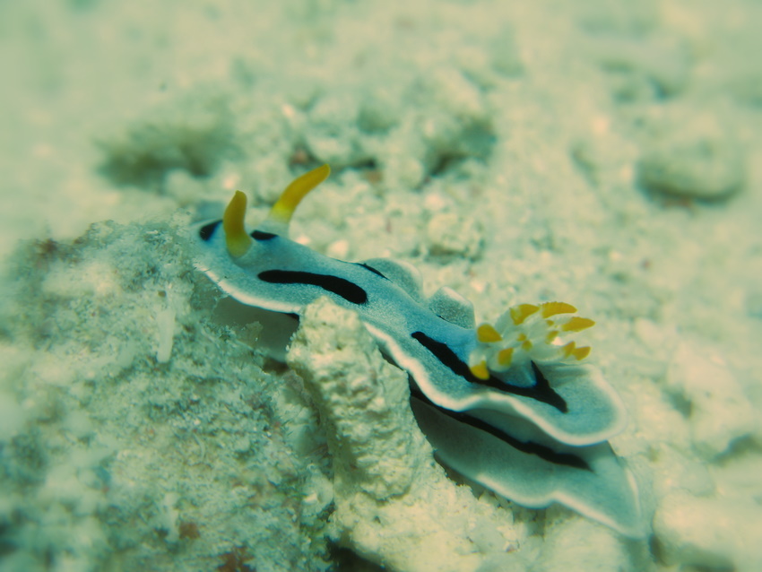 nudibranco 3