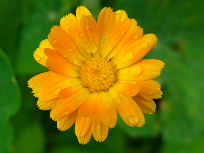 Gocce di pioggia su di me...