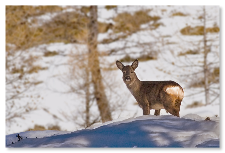 Capriolo nella neve