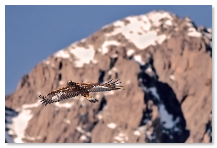 Aquila Reale in libert�