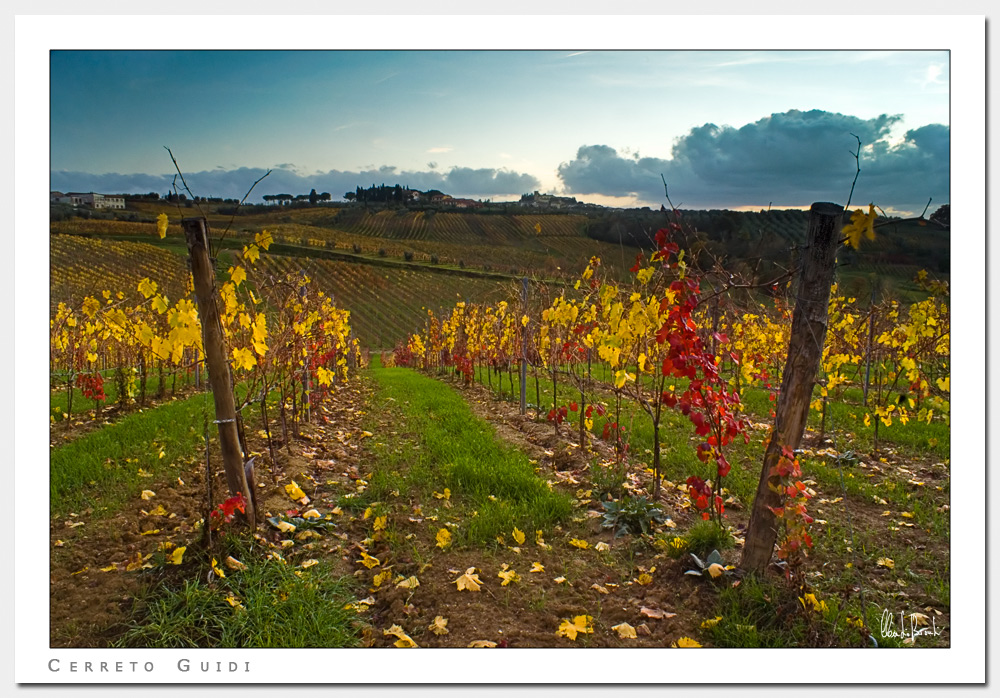 Vigne Autunnali