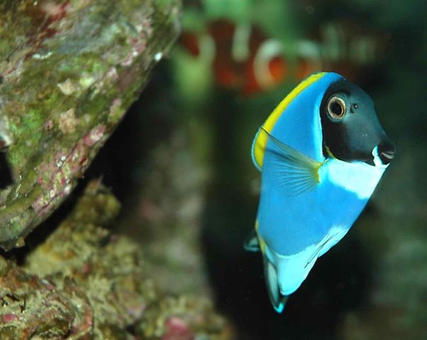 sognando il reef.....