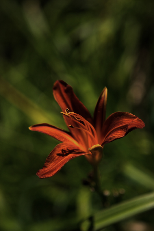 Petali di colore