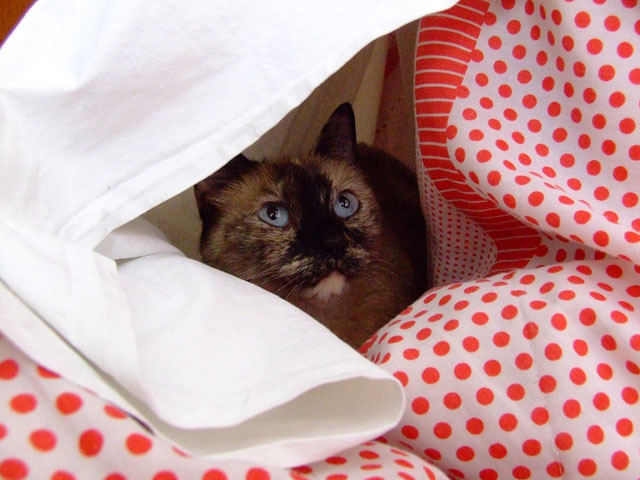 il gatto ha freddo!!!!