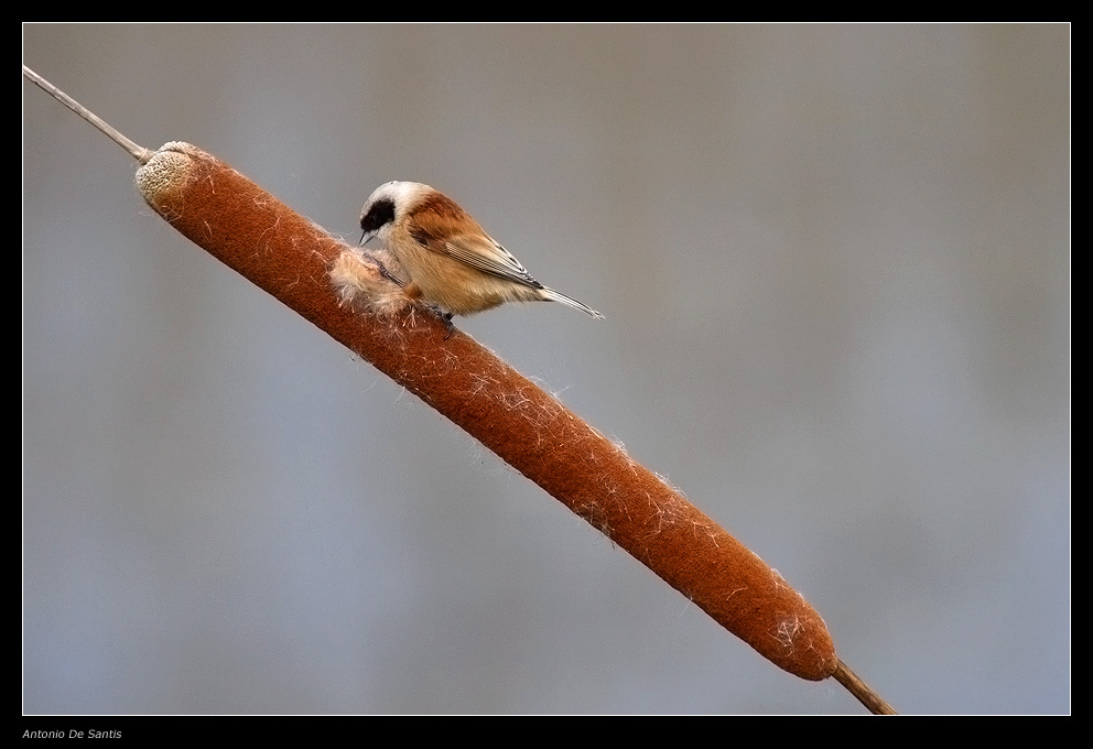 Pendolino che mangia ?