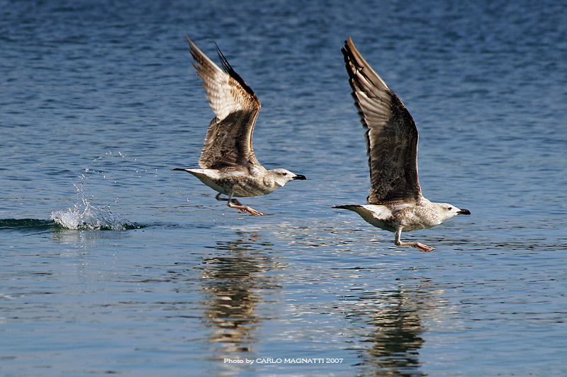 Fuga da Scassakhaz...