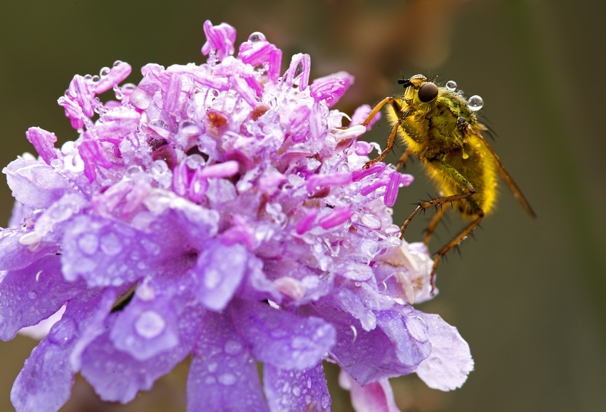 controluce con gocce