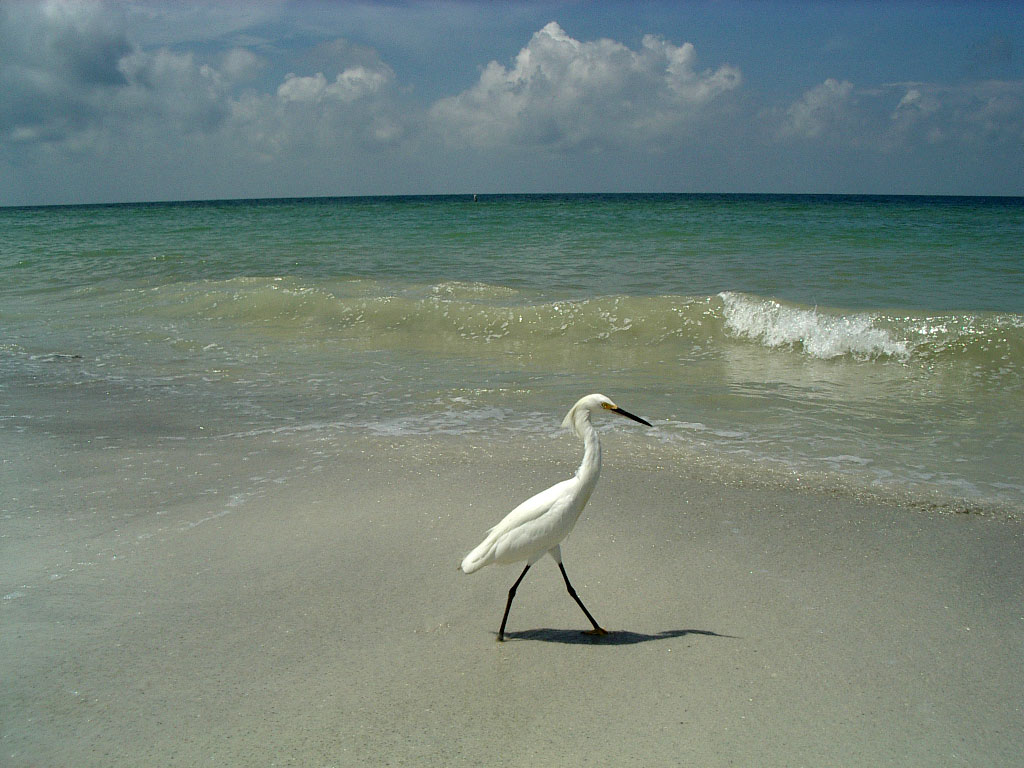 Sempre pi� libero...