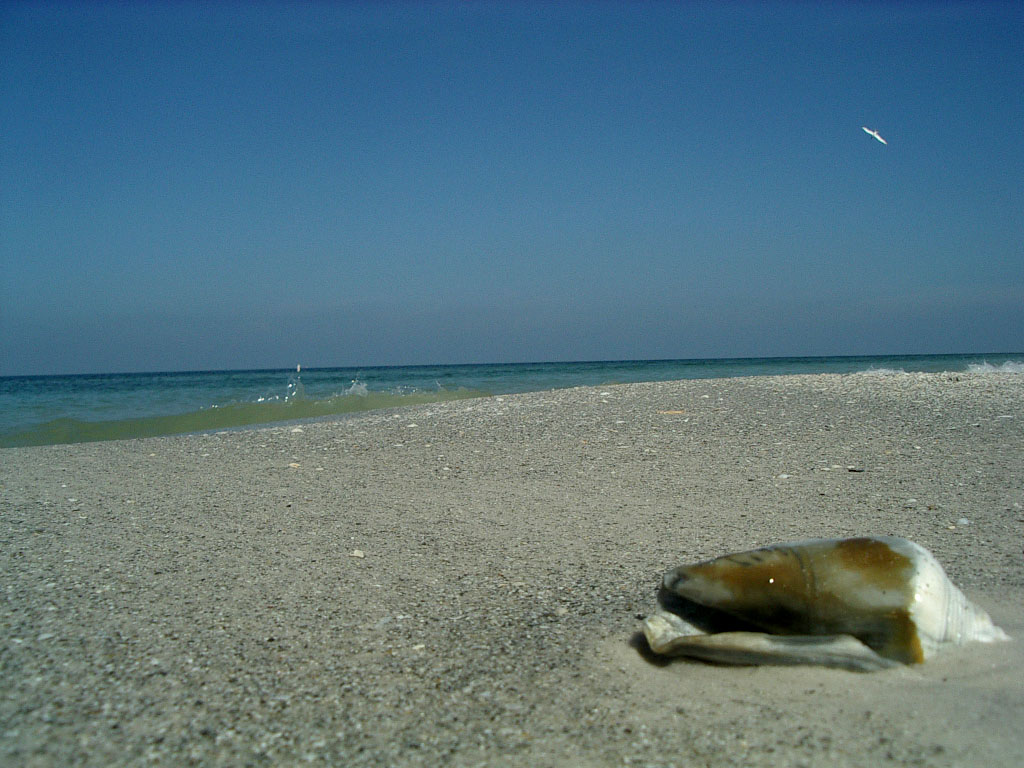 Sulla spiaggia di Indian Rocks Beach (Florida)