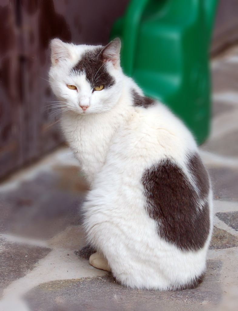 firsts digitalDOF Experiments