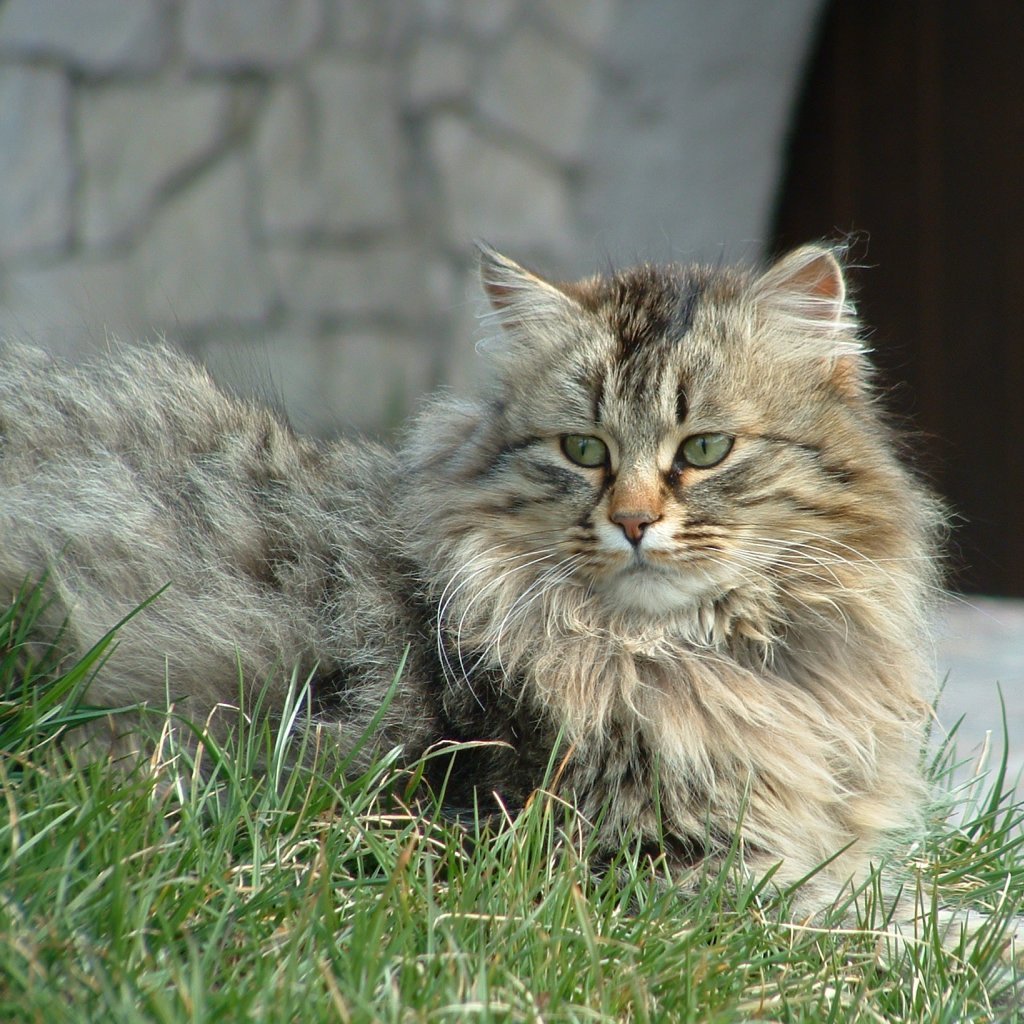 Un gatto di nome "Pepe"