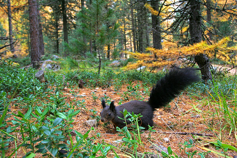 Non solo tele: Scoiattolo