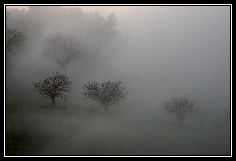 Trees in the Fog
