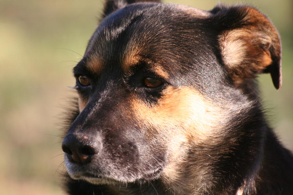 Il mio miglior amico