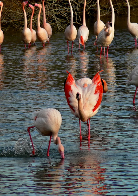 Il  Corteggiamento dei Feincotteri