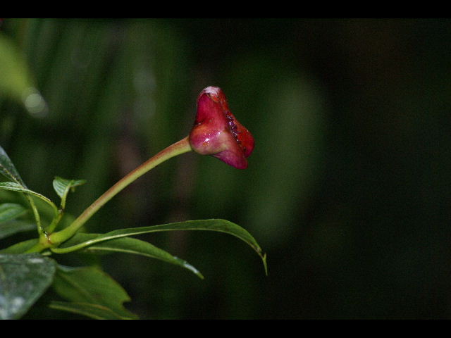 fiorellino del Costa Rica