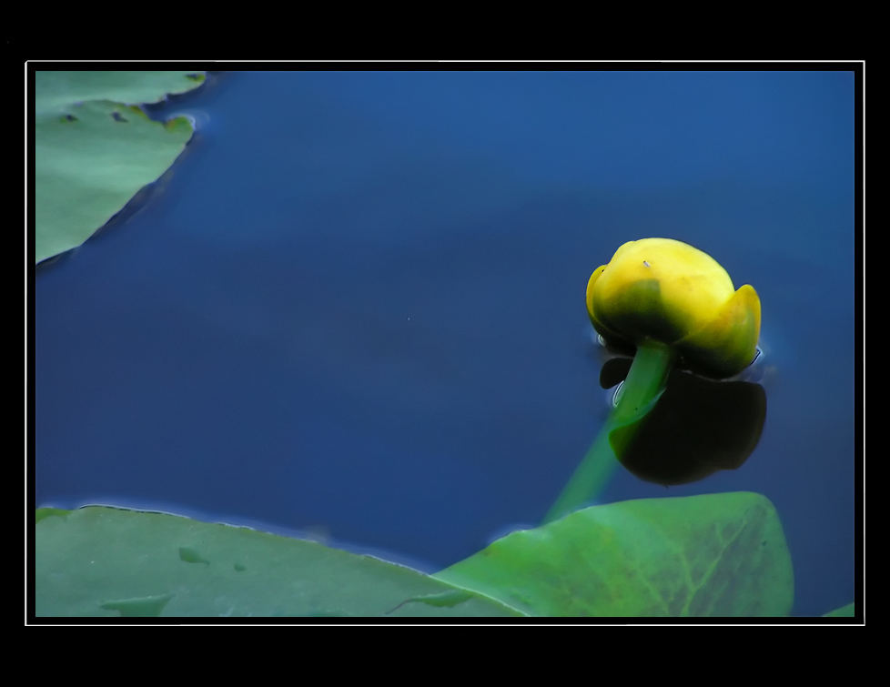 Delicatezza floreale. . .