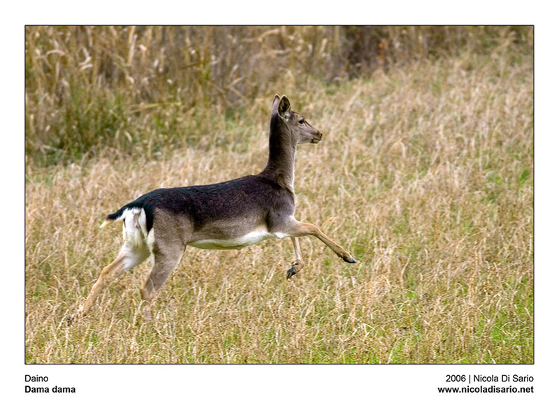 Daino in corsa