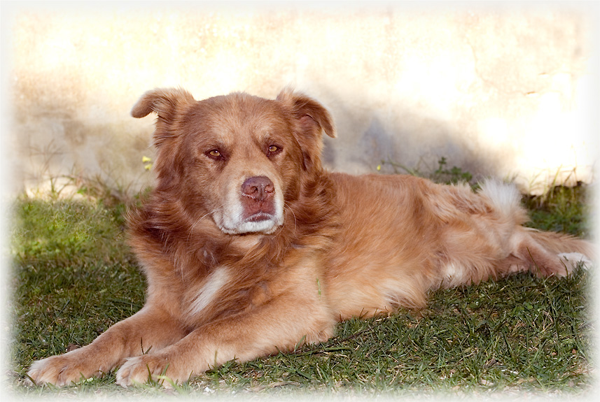 il mio miglior amico