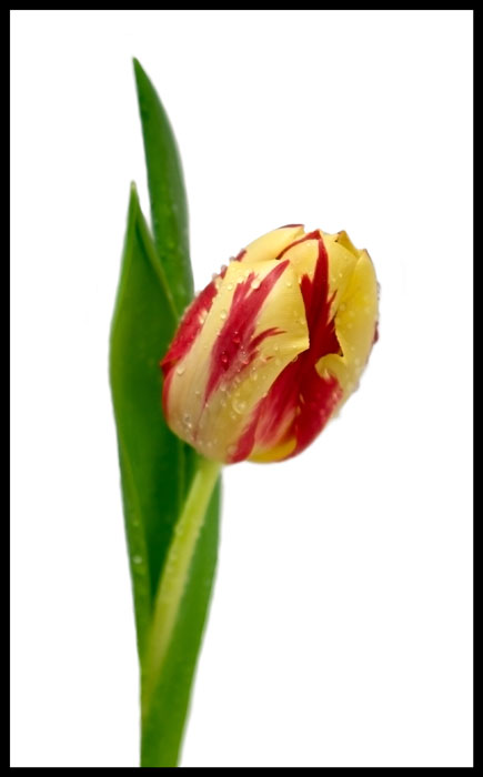 Tulipano