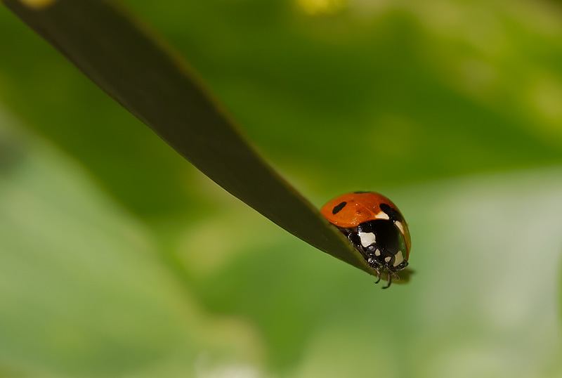 Equilibrio instabile