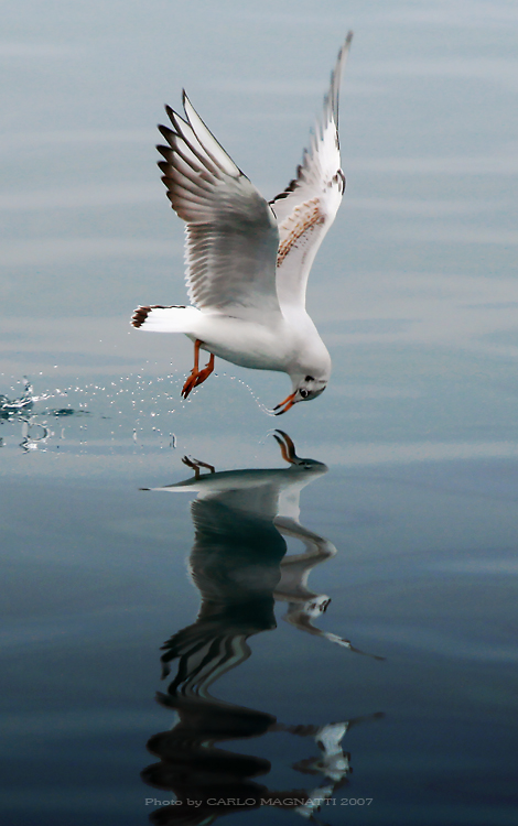 Fame di narcisismo...