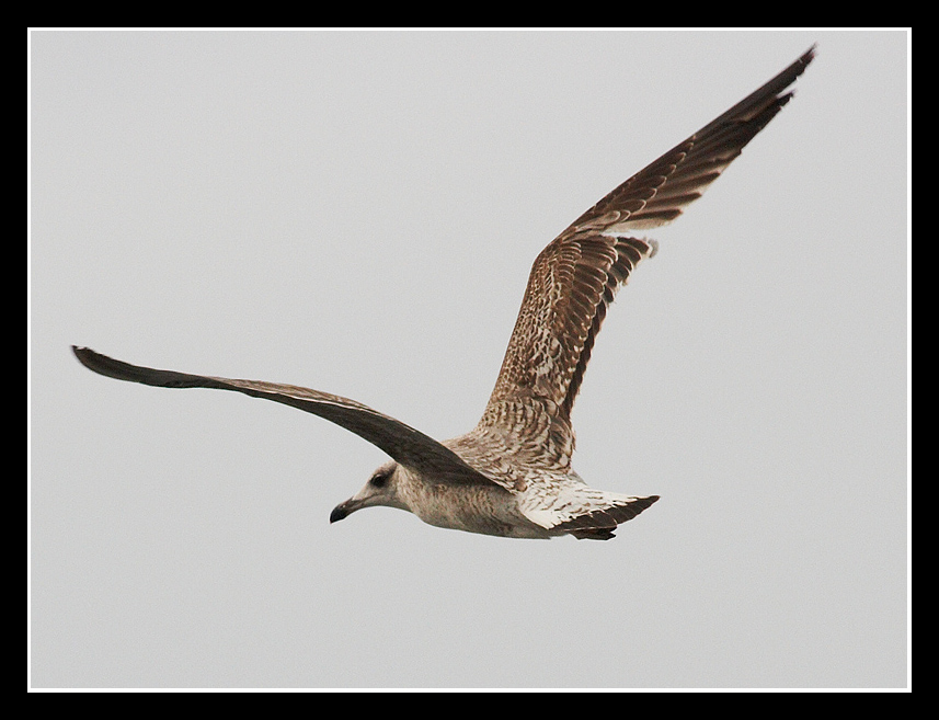 Gabbiano in volo ad Alghero